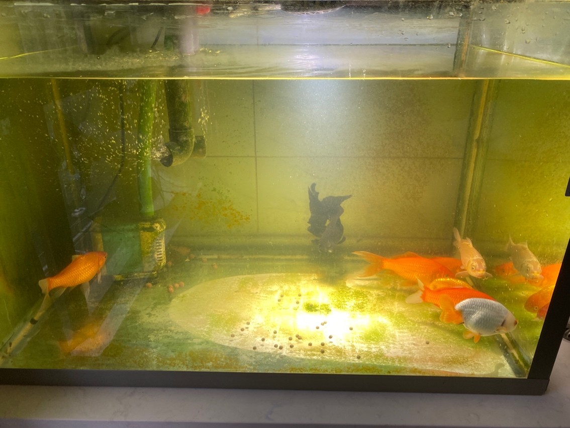 魚缸發現有魚長白點鯉魚側邊長毛 今天下了200克鹽換三分之一水 看看有么有效果  今天買的甲硝銼片到了 晚上給小魚用上