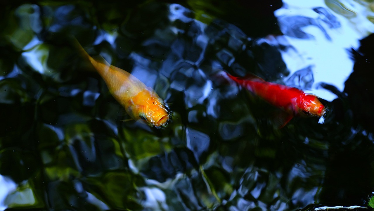 龍魚趴缸需要隔離嗎，，龍魚趴缸后如何恢復(fù)？