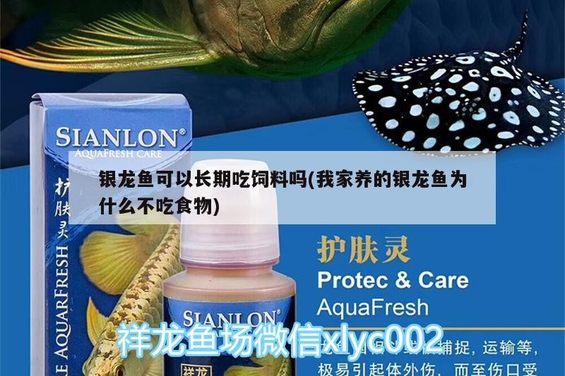 銀龍魚可以長期吃飼料嗎(我家養的銀龍魚為什么不吃食物)
