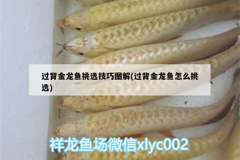 過背金龍魚挑選技巧圖解(過背金龍魚怎么挑選) 過背金龍魚挑選技巧圖解(過背金龍魚怎么挑選) 金龍魚百科