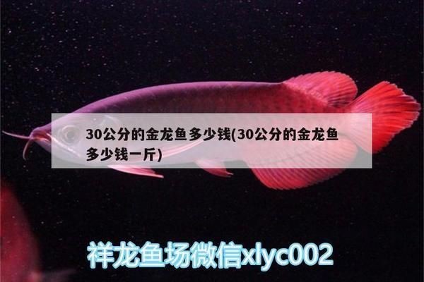 三十公分的金龍魚多少錢：三十公分金龍魚價格
