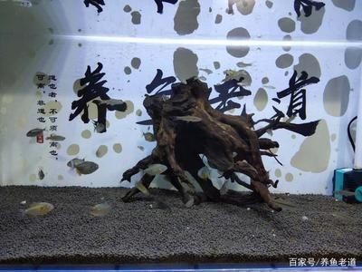 虎魚可以和蝴蝶鯉混養嗎？：虎魚和蝴蝶鯉可以混養嗎虎魚和蝴蝶鯉可以混養嗎
