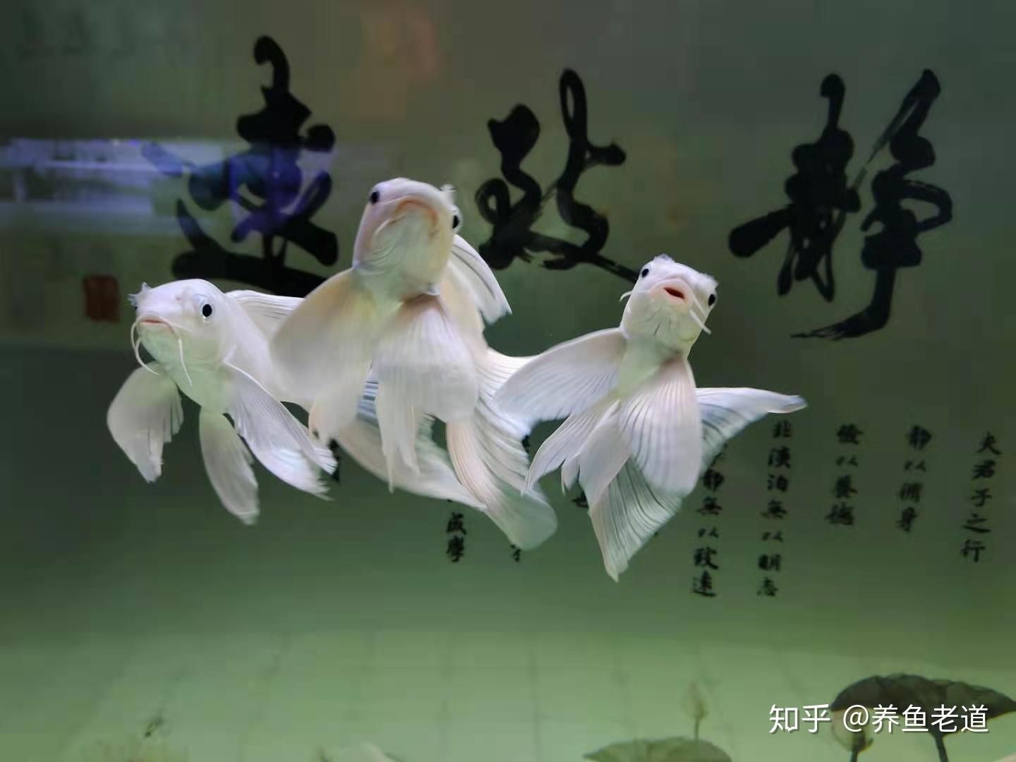 虎魚可以和蝴蝶鯉混養嗎？：虎魚和蝴蝶鯉可以混養嗎虎魚和蝴蝶鯉可以混養嗎