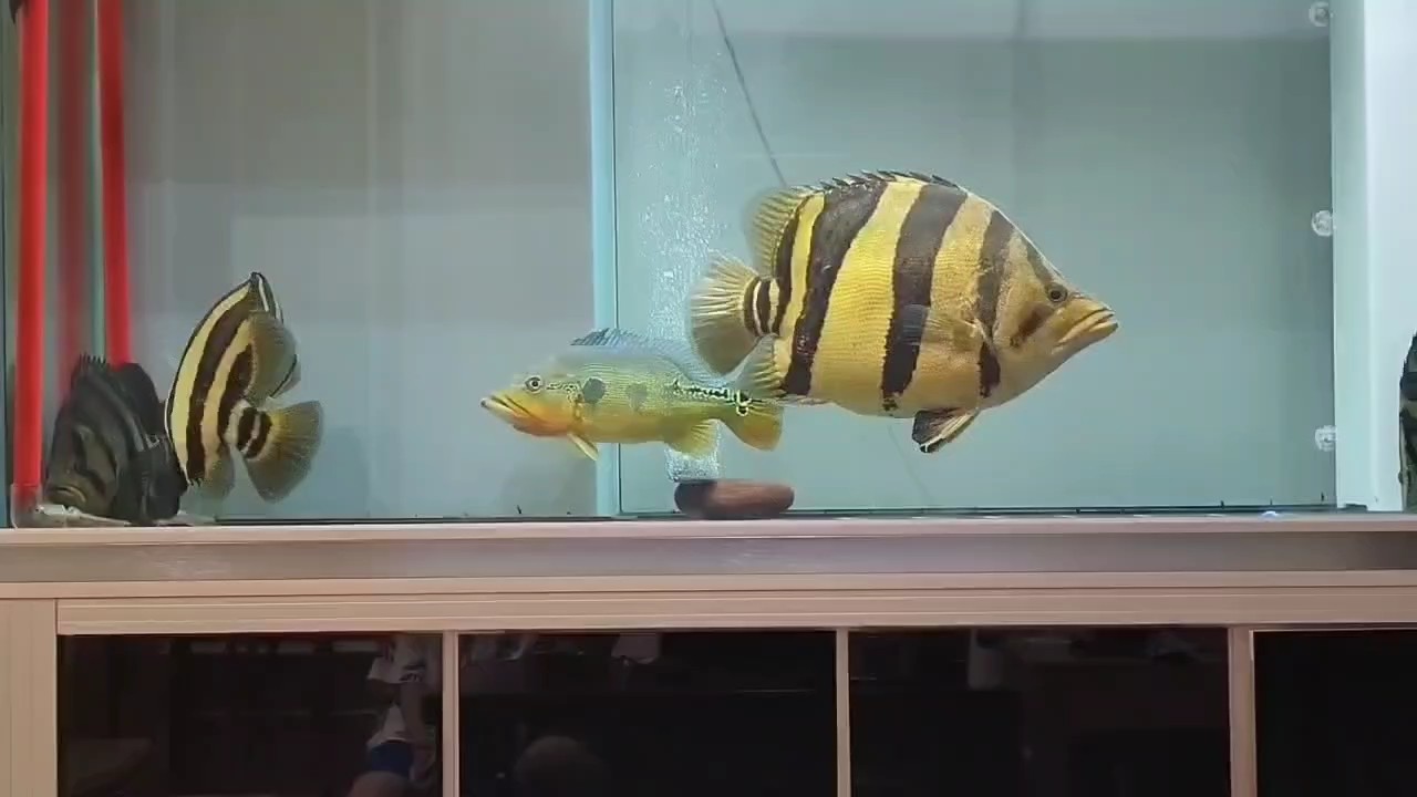 2024年虎魚總冠軍