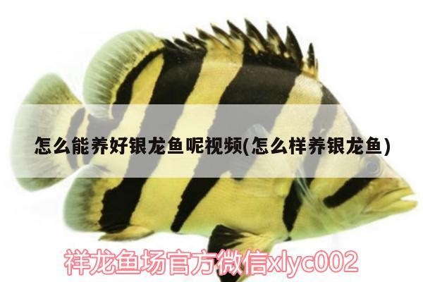 怎么能養好銀龍魚呢視頻(怎么樣養銀龍魚) 怎么能養好銀龍魚呢視頻(怎么樣養銀龍魚) 銀龍魚百科