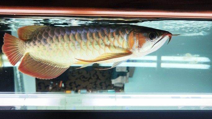 黑底側(cè)燈8小時(shí)