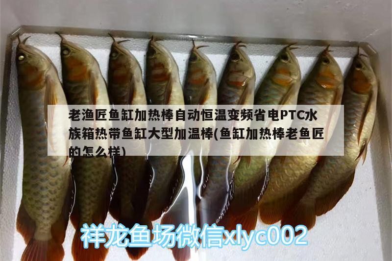 老漁匠魚缸加熱棒自動恒溫變頻省電PTC水族箱熱帶魚缸大型加溫棒(魚缸加熱棒老魚匠的怎么樣) 老漁匠魚缸加熱棒自動恒溫變頻省電PTC水族箱熱帶魚缸大型加溫棒(魚缸加熱棒老魚匠的怎么樣) 老魚匠
