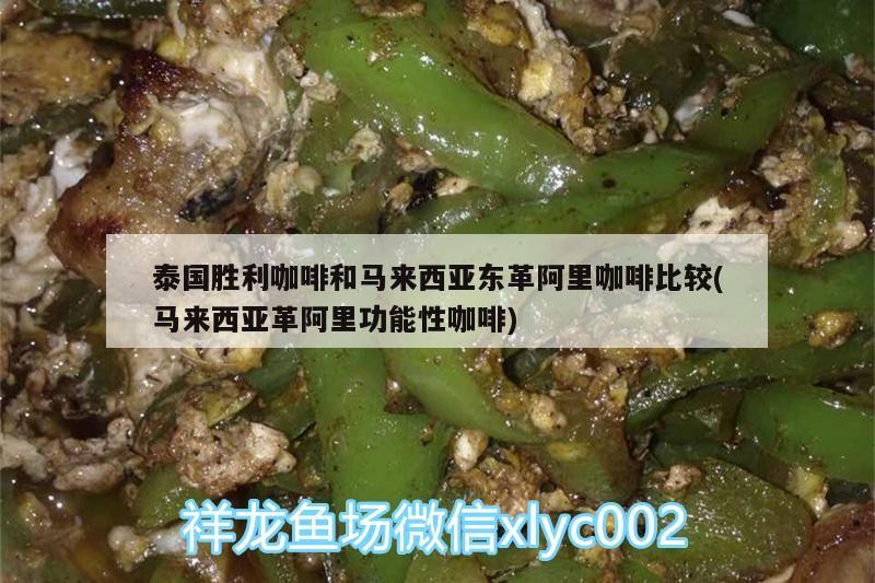 鸚鵡魚和銀龍魚混養怎樣喂食 泰國勝利咖啡和馬來西亞東革阿里咖啡比較(馬來西亞革阿里功能性咖啡) 馬來西亞咖啡 泰國勝利咖啡和馬來西亞東革阿里咖啡比較(馬來西亞革阿里功能性咖啡) 泰國勝利咖啡和馬來西亞東革阿里咖啡比較(馬來西亞革阿里功能性咖啡) 馬來西亞咖啡
