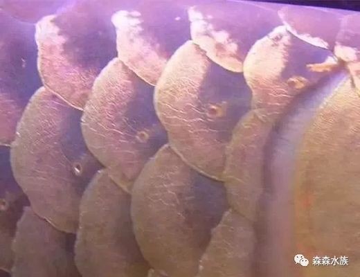 龍魚(yú)鱗片邊緣翹起缺損vs祥龍魚(yú)場(chǎng)：龍魚(yú)鱗片邊緣翹起缺損與祥龍魚(yú)場(chǎng)的關(guān)系