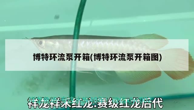 博特環流泵開箱(博特環流泵開箱圖)
