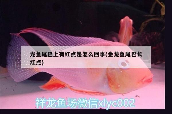 龍魚尾巴長紅疙瘩vs祥龍魚場：龍魚尾巴上出現紅疙瘩的原因