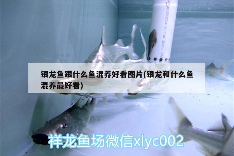 銀龍魚跟什么魚混養(yǎng)好看圖片(銀龍和什么魚混養(yǎng)最好看)