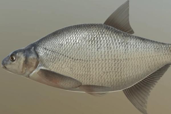 小魟魚吃什么長(zhǎng)得快：小魟魚吃什么長(zhǎng)得快吃什么長(zhǎng)得快小魟魚吃什么長(zhǎng)得快