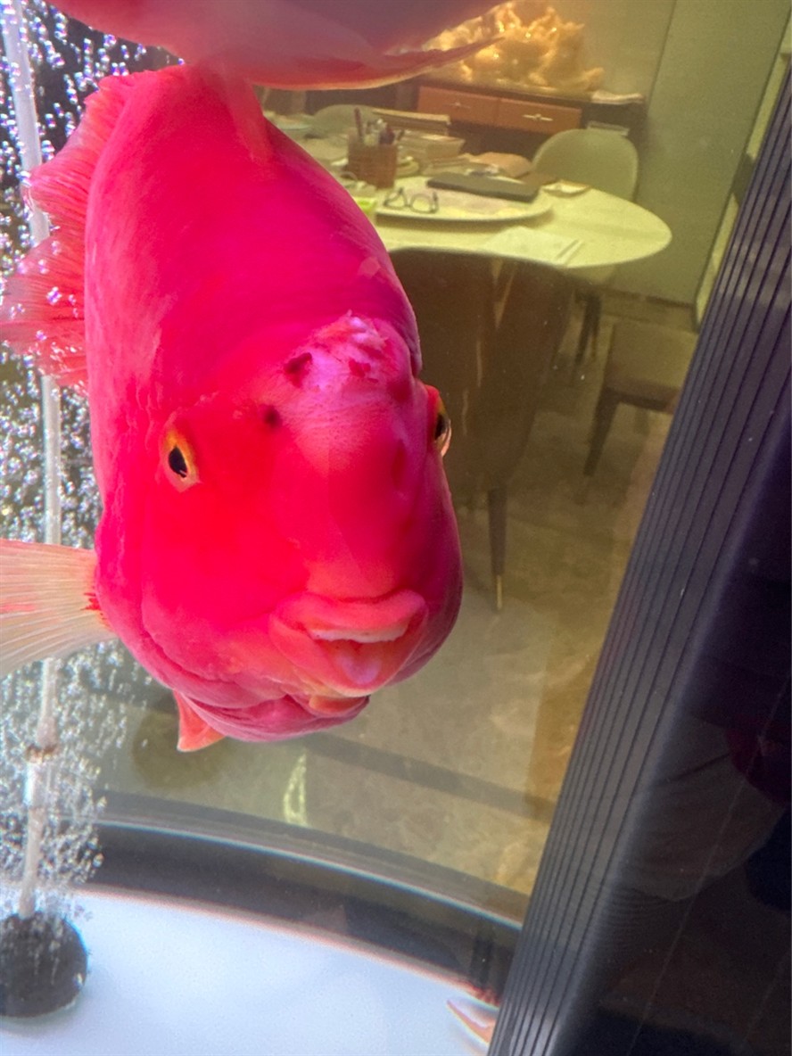 救救大紅