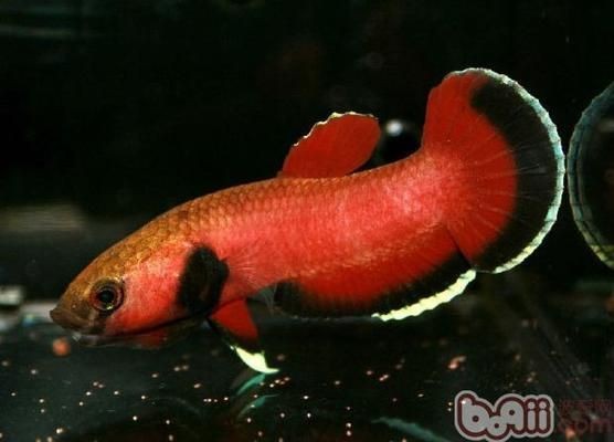 魟魚死前的征兆有哪些：魟魚死前的征兆 魟魚死前的征兆有哪些：魟魚死前的征兆 魟魚百科
