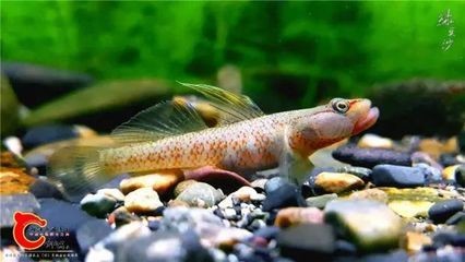 吻類蝦虎可以和枝椏蝦虎一起養嗎：吻類蝦虎與枝椏蝦虎可以一起養嗎，吻類蝦虎可以一起養嗎