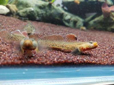 吻類蝦虎可以和枝椏蝦虎一起養嗎：吻類蝦虎與枝椏蝦虎可以一起養嗎，吻類蝦虎可以一起養嗎