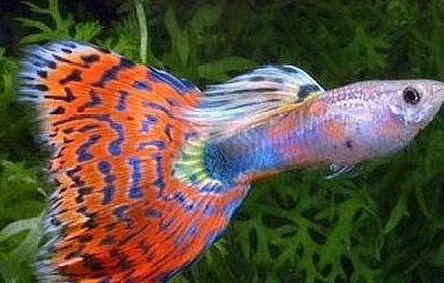 比較冷門的觀賞魚品種（冷門的觀賞魚品種推薦）