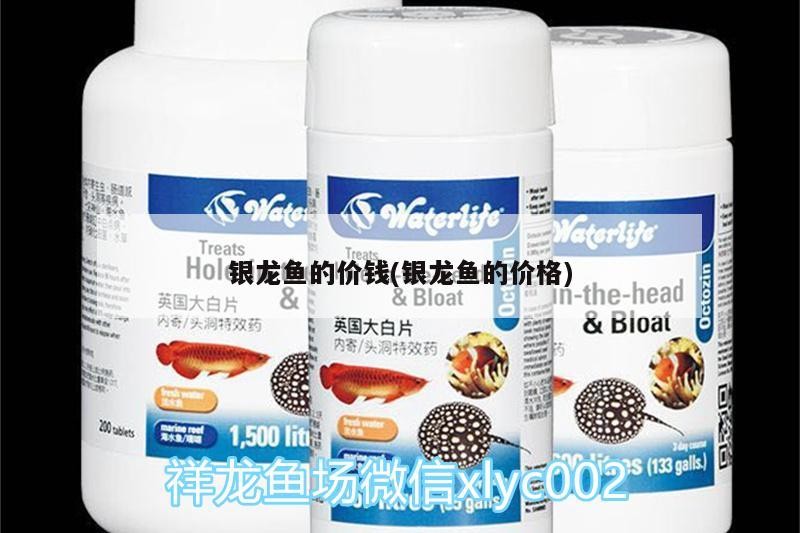 銀龍魚的價錢(銀龍魚的價格)