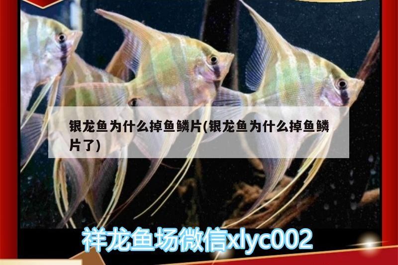 銀龍魚為什么掉魚鱗片(銀龍魚為什么掉魚鱗片了)
