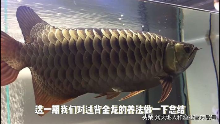 金頭過背金龍魚色彩優化技巧：金頭過背金龍魚的色彩優化技巧