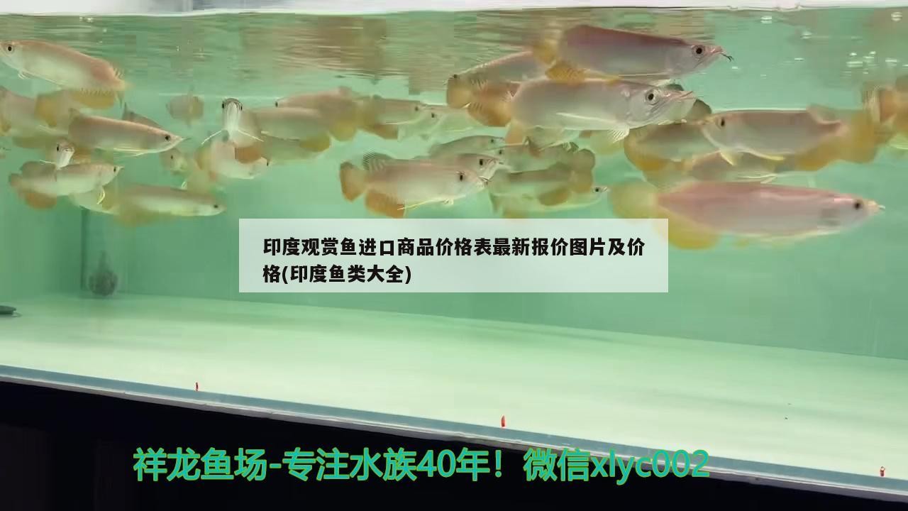老魚匠魚缸加熱棒好嗎：魚缸溫度顯示e1 老魚匠魚缸加熱棒好嗎：魚缸溫度顯示e1 老魚匠 第2張