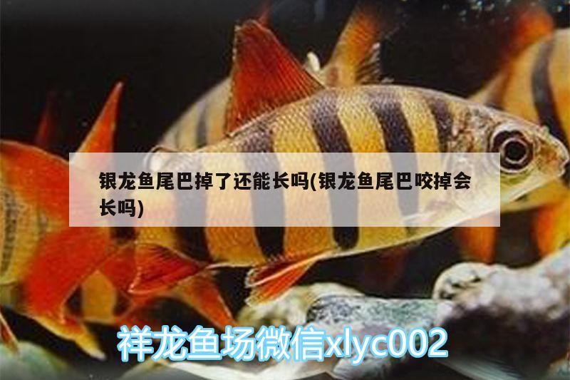 銀龍魚尾巴掉了還能長嗎(銀龍魚尾巴咬掉會長嗎)
