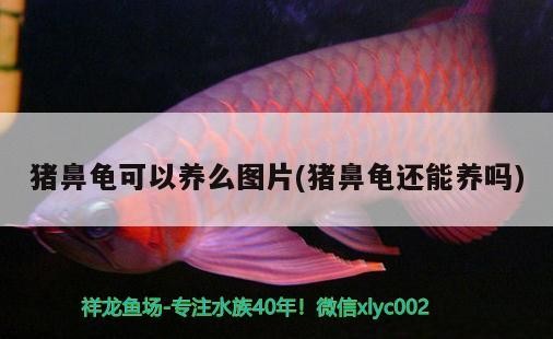 豬鼻龜可以養么圖片(豬鼻龜還能養嗎)