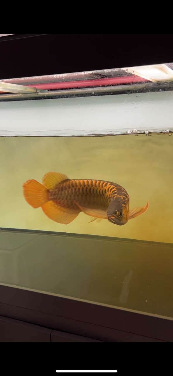 干它 干它 龍魚論壇