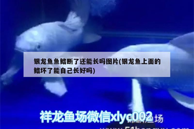 銀龍魚魚鰭斷了還能長嗎圖片(銀龍魚上面的鰭壞了能自己長好嗎) 銀龍魚魚鰭斷了還能長嗎圖片(銀龍魚上面的鰭壞了能自己長好嗎) 銀龍魚百科