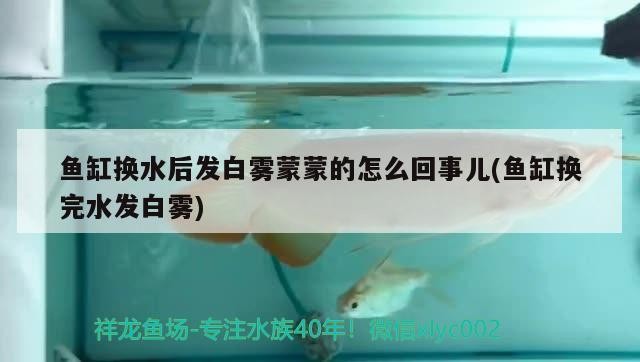 魚缸換水后發白霧蒙蒙的怎么回事兒(魚缸換完水發白霧)