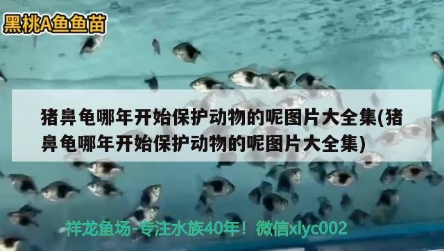豬鼻龜哪年開始保護動物的呢圖片大全集(豬鼻龜哪年開始保護動物的呢圖片大全集)