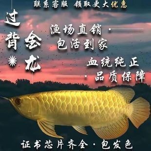 20厘米金龍魚價格表