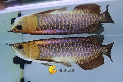 龍魚暴斃是擋災嘛為什么不能吃了