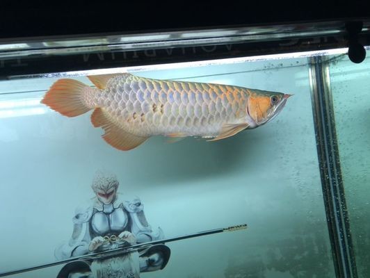 龍魚麻藥用多了燒傷鱗片怎么辦vs祥龍魚場：龍魚麻藥用多了燒傷鱗片怎么辦龍魚鱗片修復方法 龍魚麻藥用多了燒傷鱗片怎么辦vs祥龍魚場：龍魚麻藥用多了燒傷鱗片怎么辦龍魚鱗片修復方法 vs祥龍魚場 第4張