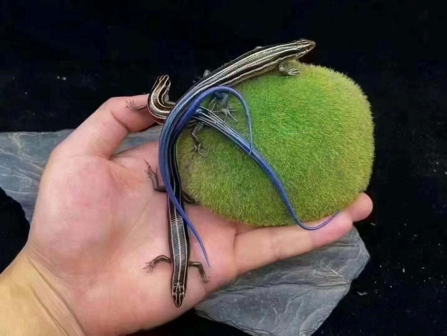 好看的藍尾蜥蜴喜歡的滴滴 好看的藍尾蜥蜴喜歡的滴滴 龍魚論壇 第2張