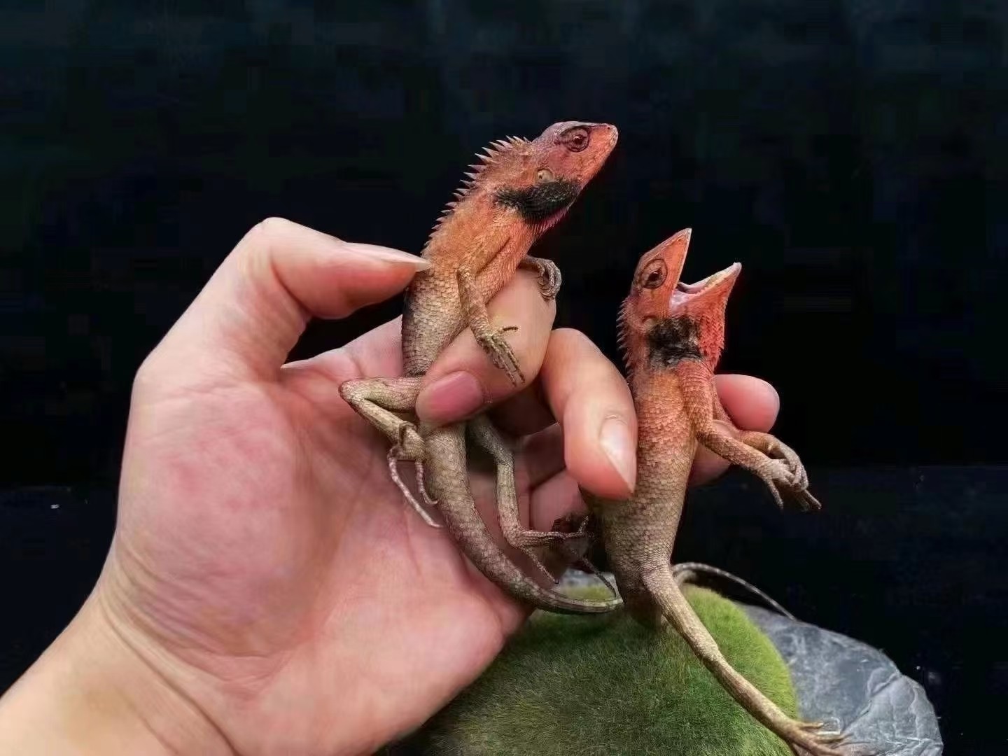 自己飼養的蜥蜴帥哥