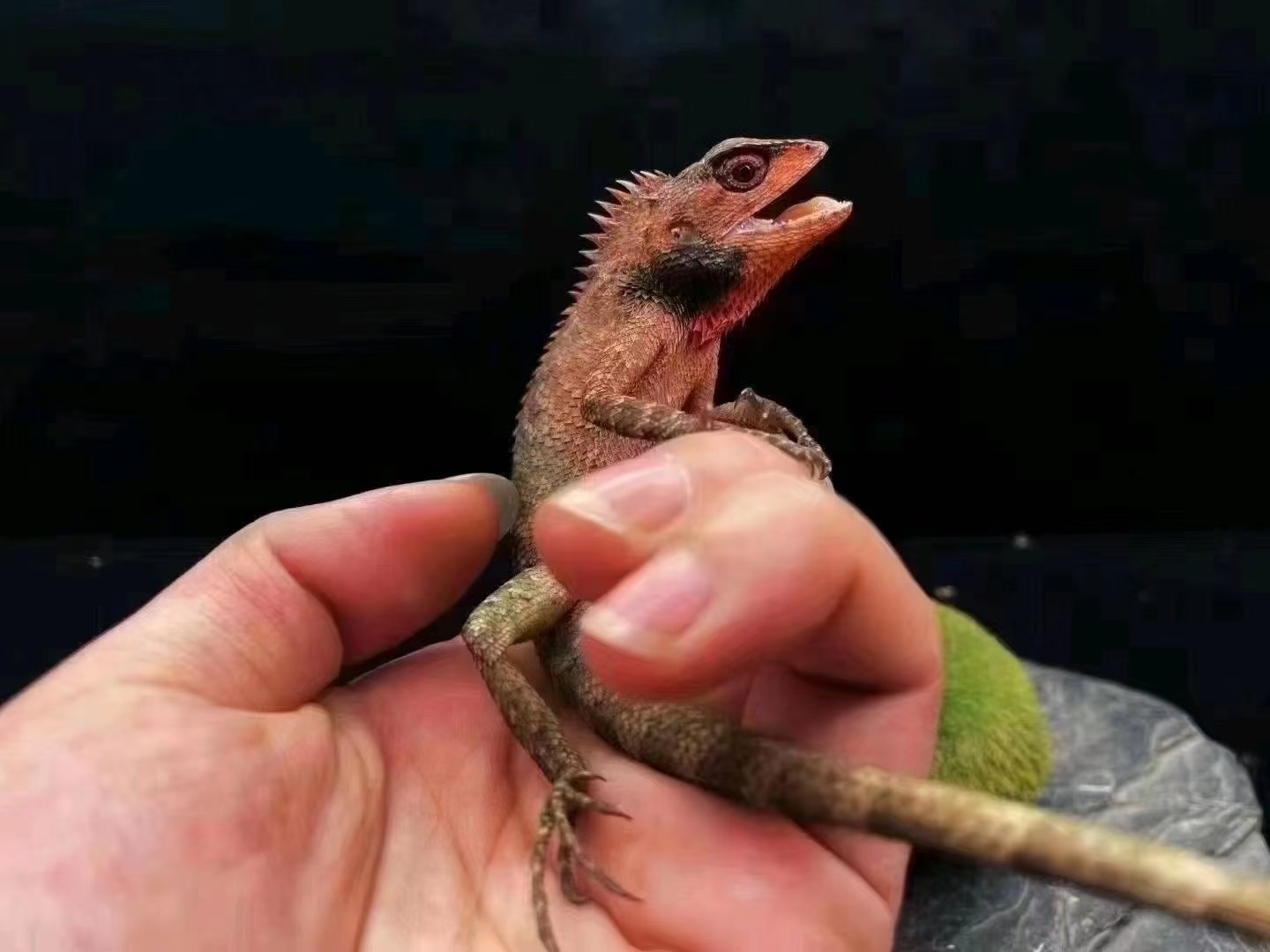 自己飼養的蜥蜴帥哥