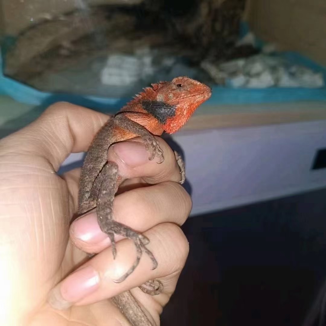 自己飼養的蜥蜴帥哥