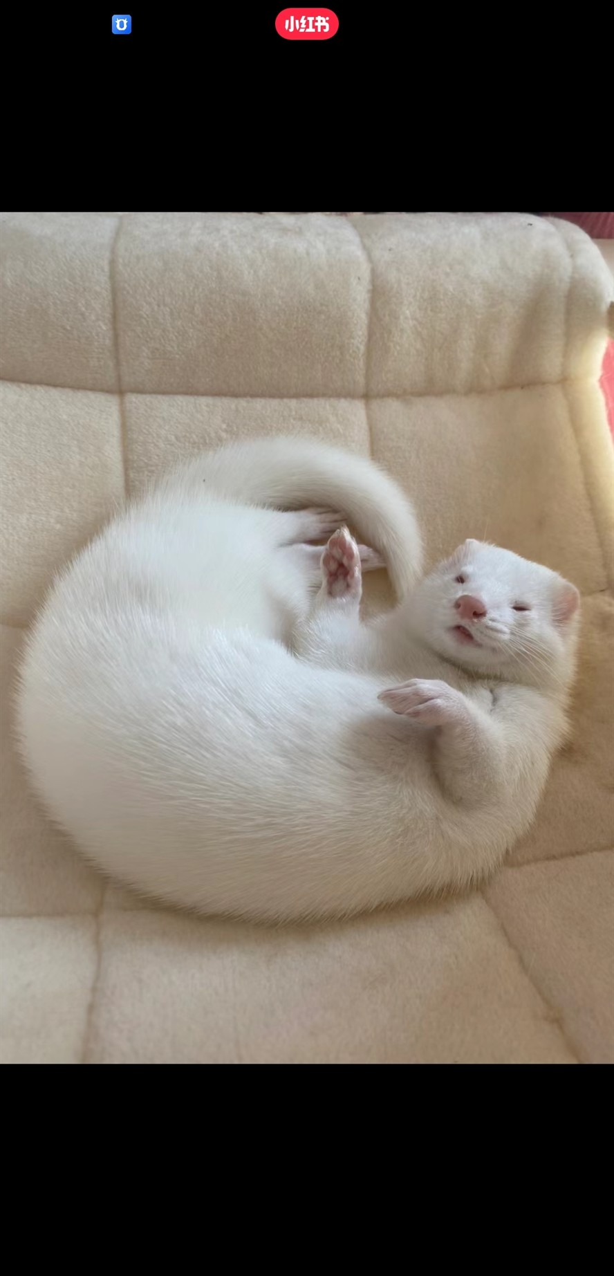 出各種異寵喜歡的滴滴