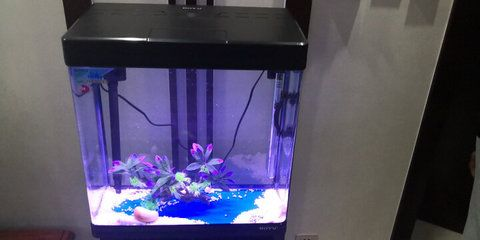 jeneca魚缸過(guò)濾器質(zhì)量怎么樣:jenaca魚缸過(guò)濾器質(zhì)量評(píng)價(jià)jenaca魚缸過(guò)濾器性能評(píng)測(cè)
