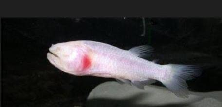 虎魚吃多了怎么辦：當(dāng)虎魚進(jìn)食過多時(shí)，可能會(huì)導(dǎo)致其健康問題 虎魚吃多了怎么辦：當(dāng)虎魚進(jìn)食過多時(shí)，可能會(huì)導(dǎo)致其健康問題 虎魚百科 第3張