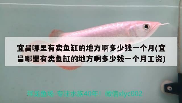 宜昌哪里有賣魚缸的地方啊多少錢一個月(宜昌哪里有賣魚缸的地方啊多少錢一個月工資)