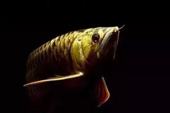 龍魚麻醉后鱗片變色怎么辦vs祥龍魚場：龍魚麻醉后鱗片變色的原因