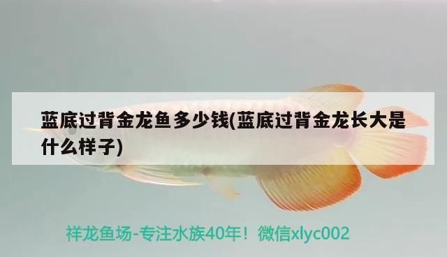 金頭過背金龍魚好還是藍底過背金龍魚好：如何鑒別金頭過背金龍魚和藍底過背金龍魚的優劣和優勢