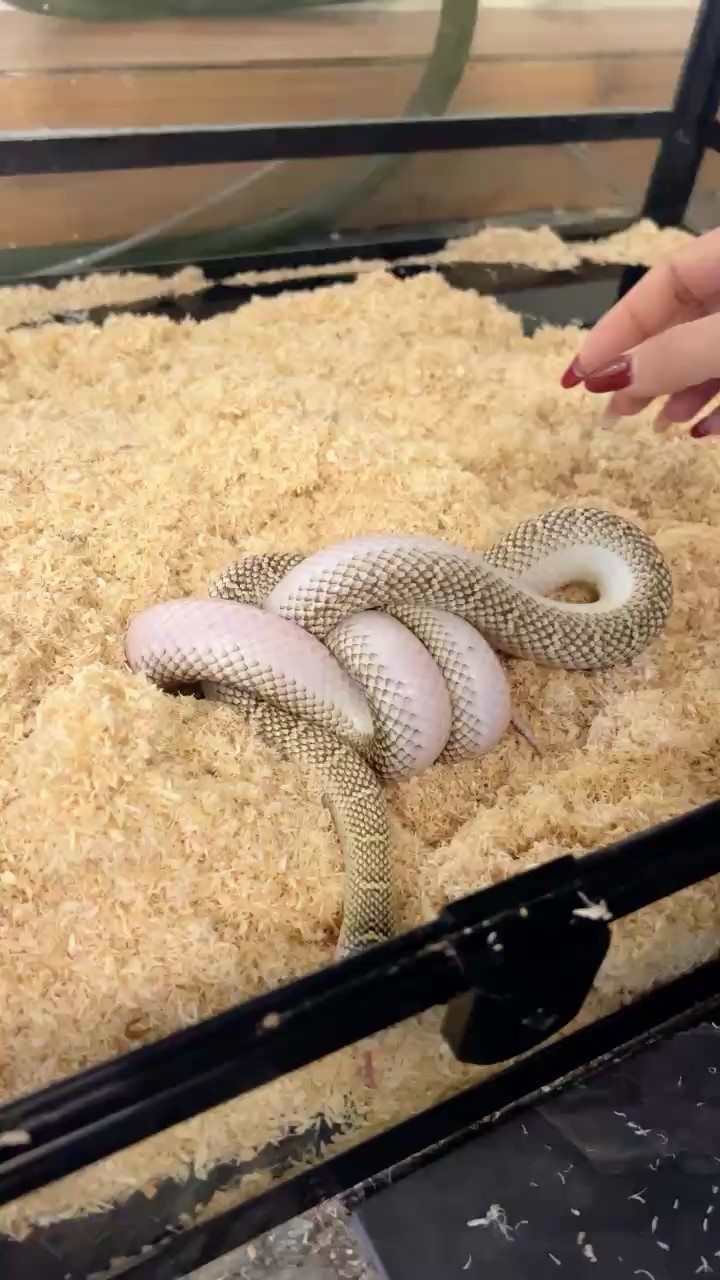 出寵物蛇無毒好飼養(yǎng)