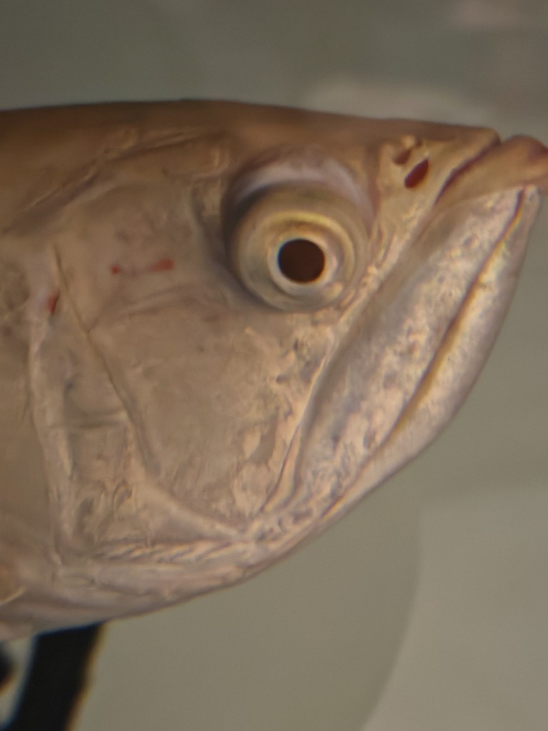 龍魚眼睛突眼 龍魚論壇 第1張 龍魚眼睛突眼 龍魚眼睛突眼 龍魚論壇 第1張