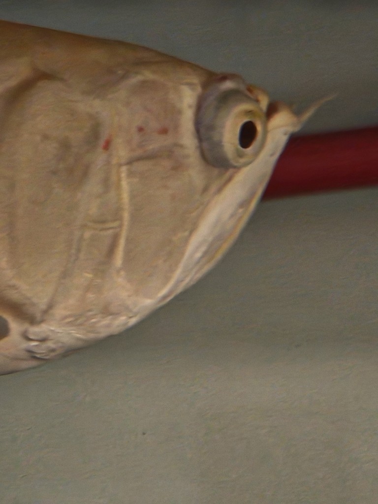 龍魚眼睛突眼 龍魚論壇 第2張 龍魚眼睛突眼 龍魚眼睛突眼 龍魚論壇 第2張