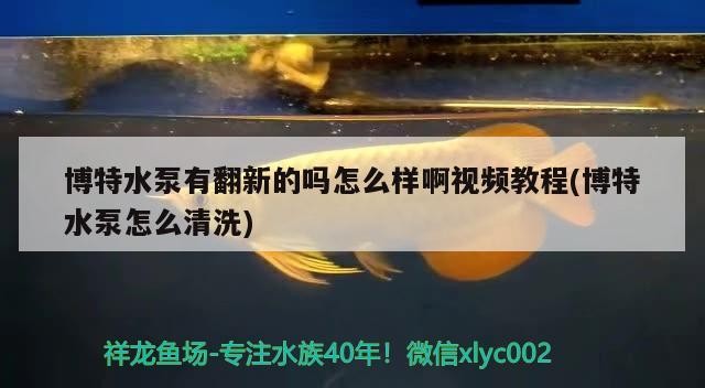 博特水泵有翻新的嗎怎么樣啊視頻教程(博特水泵怎么清洗) 博特水泵有翻新的嗎怎么樣啊視頻教程(博特水泵怎么清洗) 博特水族