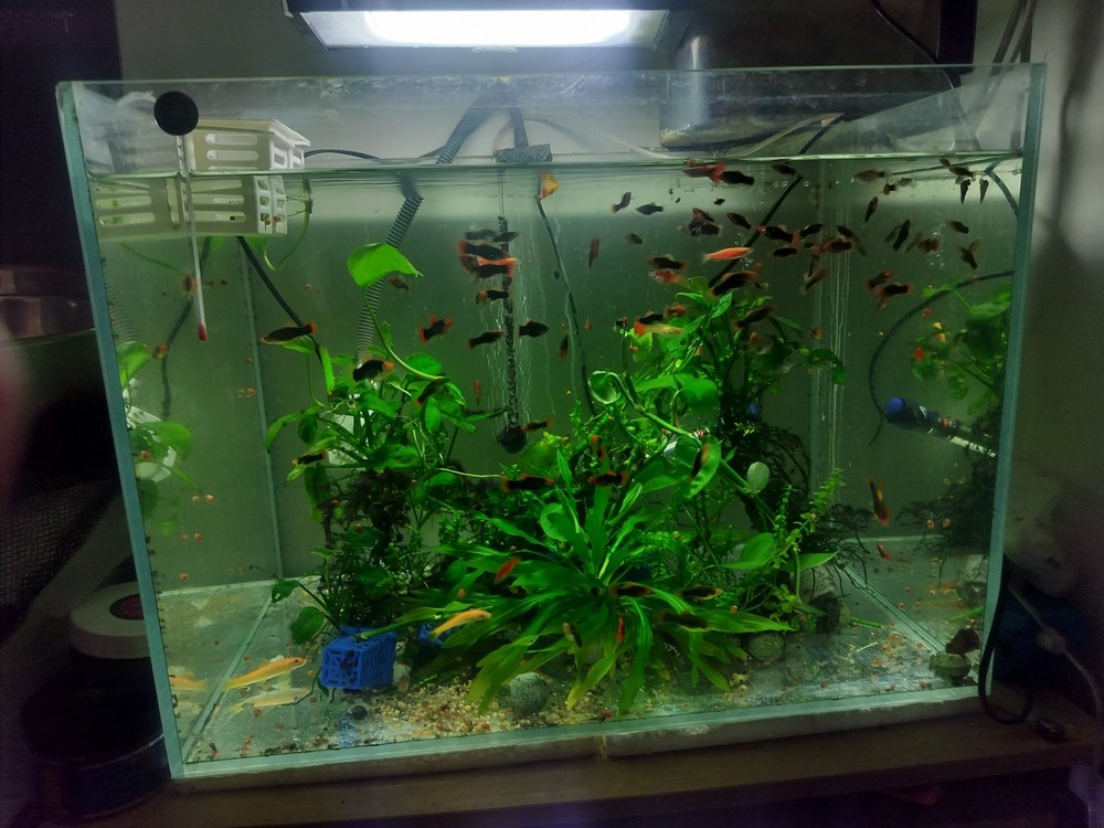 水草需要加二氧化碳了